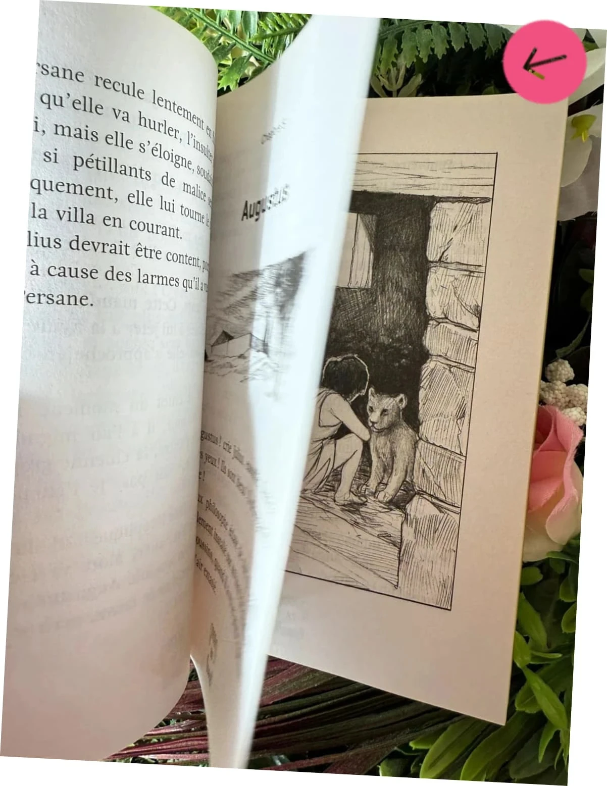 Livre pour le collège, le Lion de Julius – photo 4